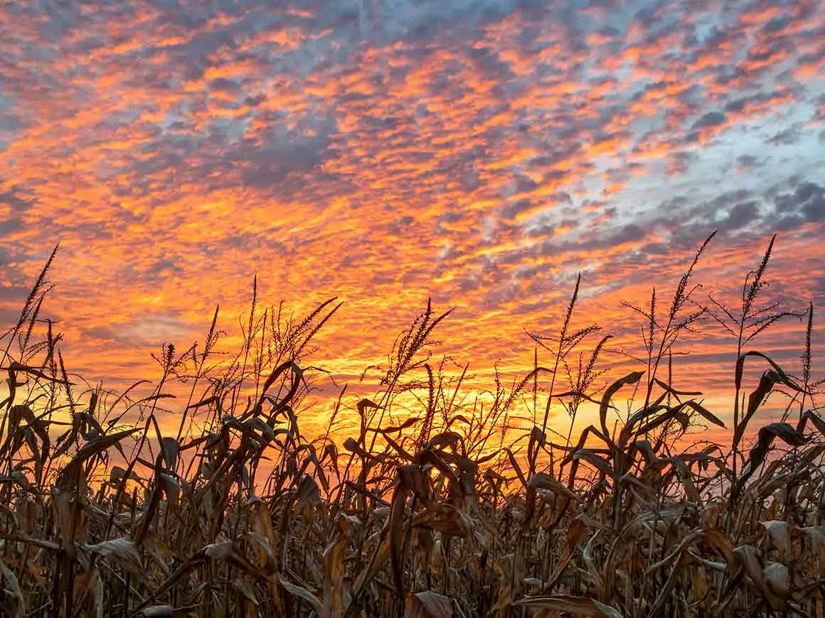 Corn field at sunset