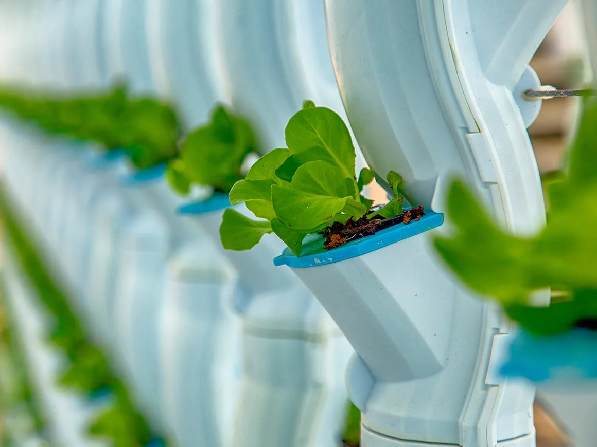 Lettuce at hydroponic farm