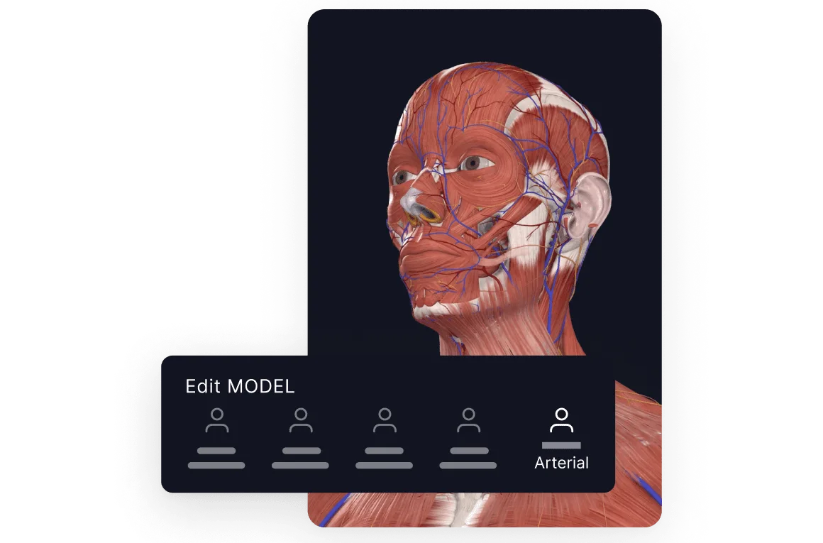 Human Anatomy Arterial Model Benefit